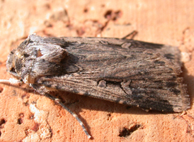 Subterranean Dart